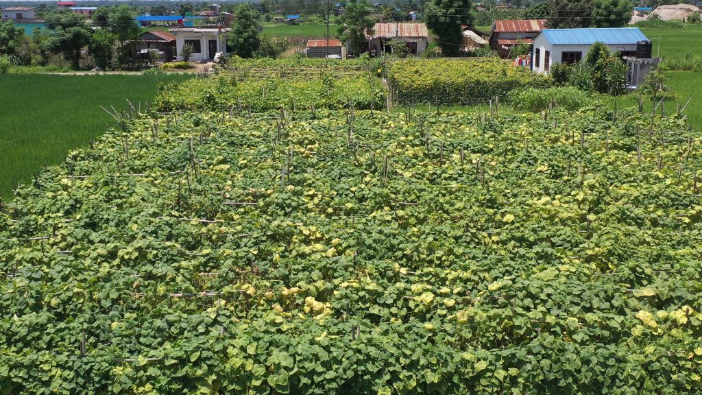 धनमाया तामाङले लगाउनुभएको तरकारीखेती