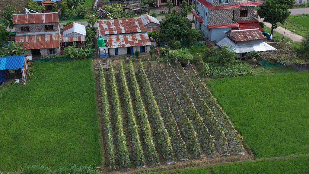 आइतीमाया तामाङले लगाएको तरकारीखेती