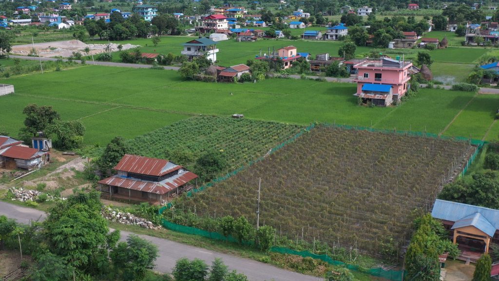 आइतीमाया तामाङले लगाएको तरकारीखेती