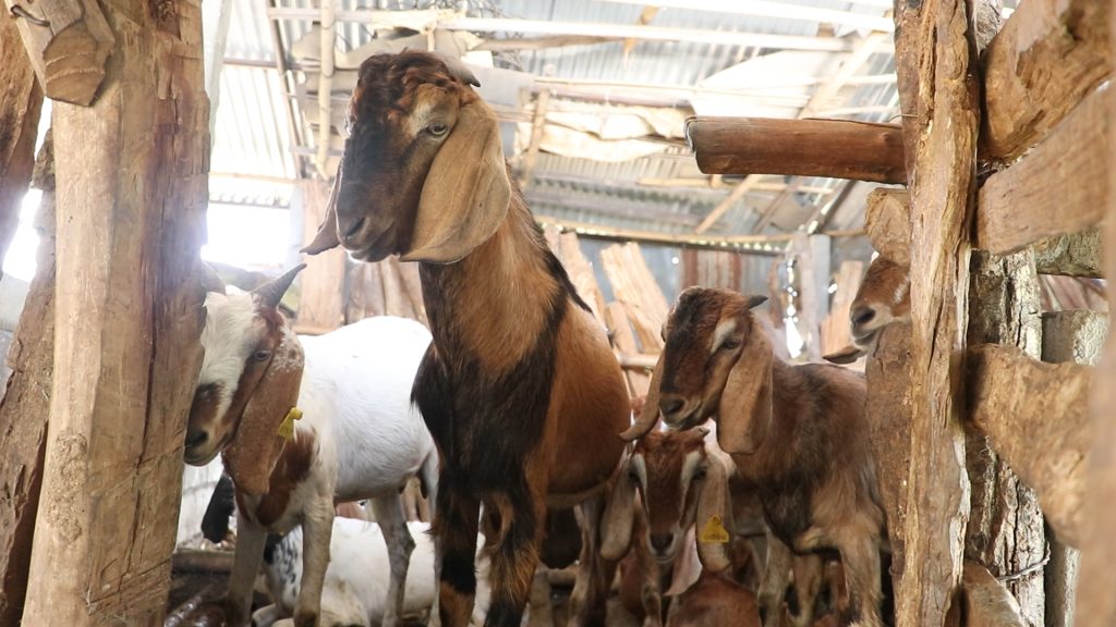 कृष्णमाया प्रजाले पालेको खसीबाख्रा 